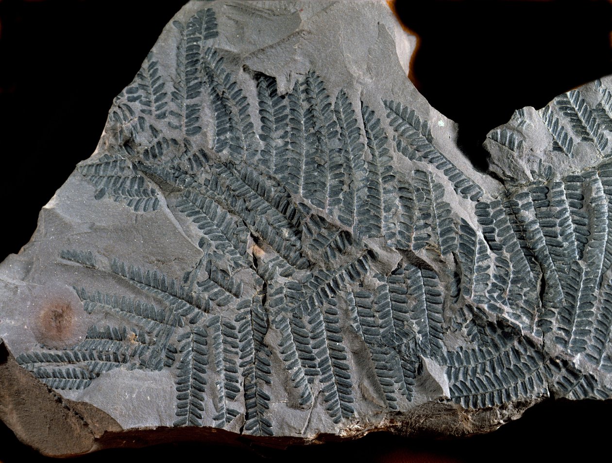 Pré-história: período do maior carbonífero. Fóssil de Acitheca Poymorphe da família das samambaias. Encontrado em Gottelborn, na Alemanha. de Prehistoric Prehistoric