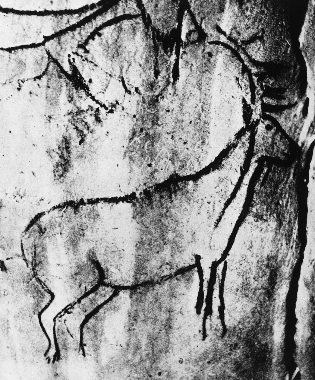 Pré-história: representação de um veado na caverna de Niaux em Ariège - fotografia. de Prehistoric Prehistoric