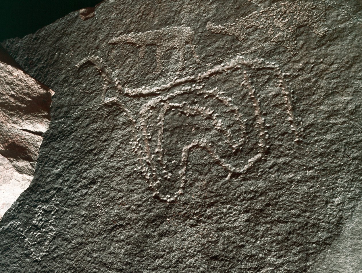 Pré-história, arte rupestre: uma rocha séria da representação de um gado. Estilo tazina. Idade da Pedra 5000-2000 AC. Taghit, planalto Haut du Hoggar (Ahaggar), Argélia de Prehistoric Prehistoric
