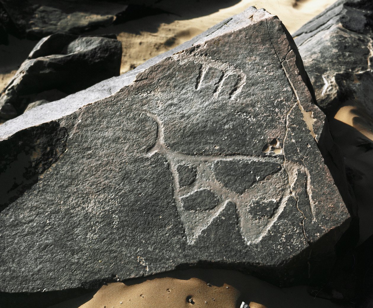 Pré-história, arte rupestre: uma rocha séria da representação de um gado. Estilo tazina. Idade da Pedra 5000-2000 AC. Taghit, planalto Haut du Hoggar (Ahaggar), Argélia de Prehistoric Prehistoric