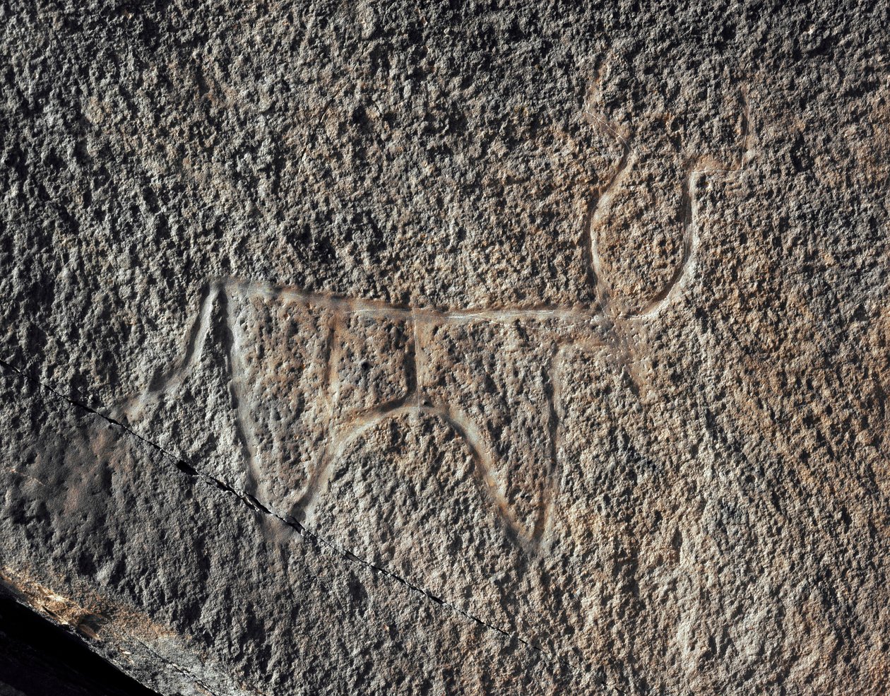 Pré-história, arte rupestre: uma rocha séria da representação de um gado. Estilo tazina. Idade da Pedra 5000-2000 AC. Taghit, planalto Haut du Hoggar (Ahaggar), Argélia de Prehistoric Prehistoric