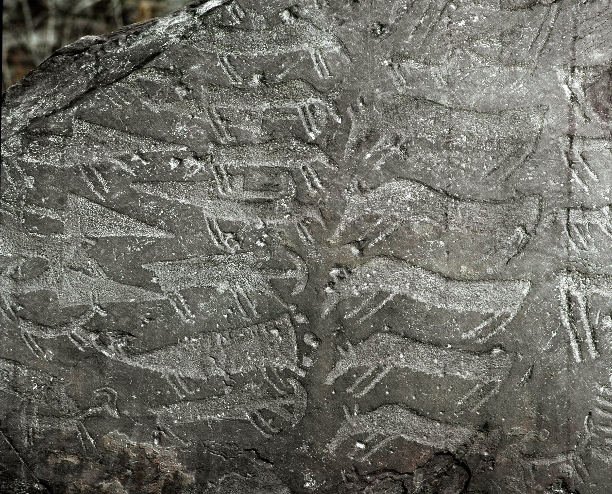 Pré-história, arte rupestre: pedra tumular de representações de punhais, bois. A idade do cobre. Período Eneolítico (calcolítico). Roche n. 1. Cemmo (Brescia) Parco archeologico nazionale dei Massi di Cemmo, Itália. de Prehistoric Prehistoric