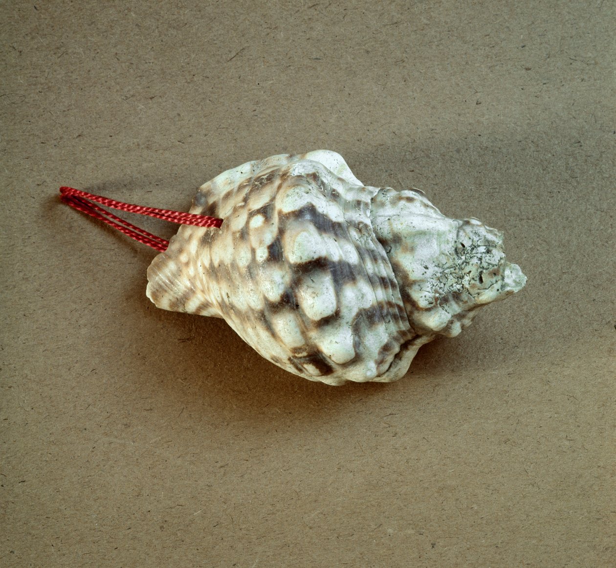 Pré-história: concha de Triton nodifer perfurada, usada como apito do Necropole de Arene Candide (Finale Liguria), Liguria. Neolítico Médio, Idade da Pedra. Genes, museo di archeologia ligure de Prehistoric Prehistoric