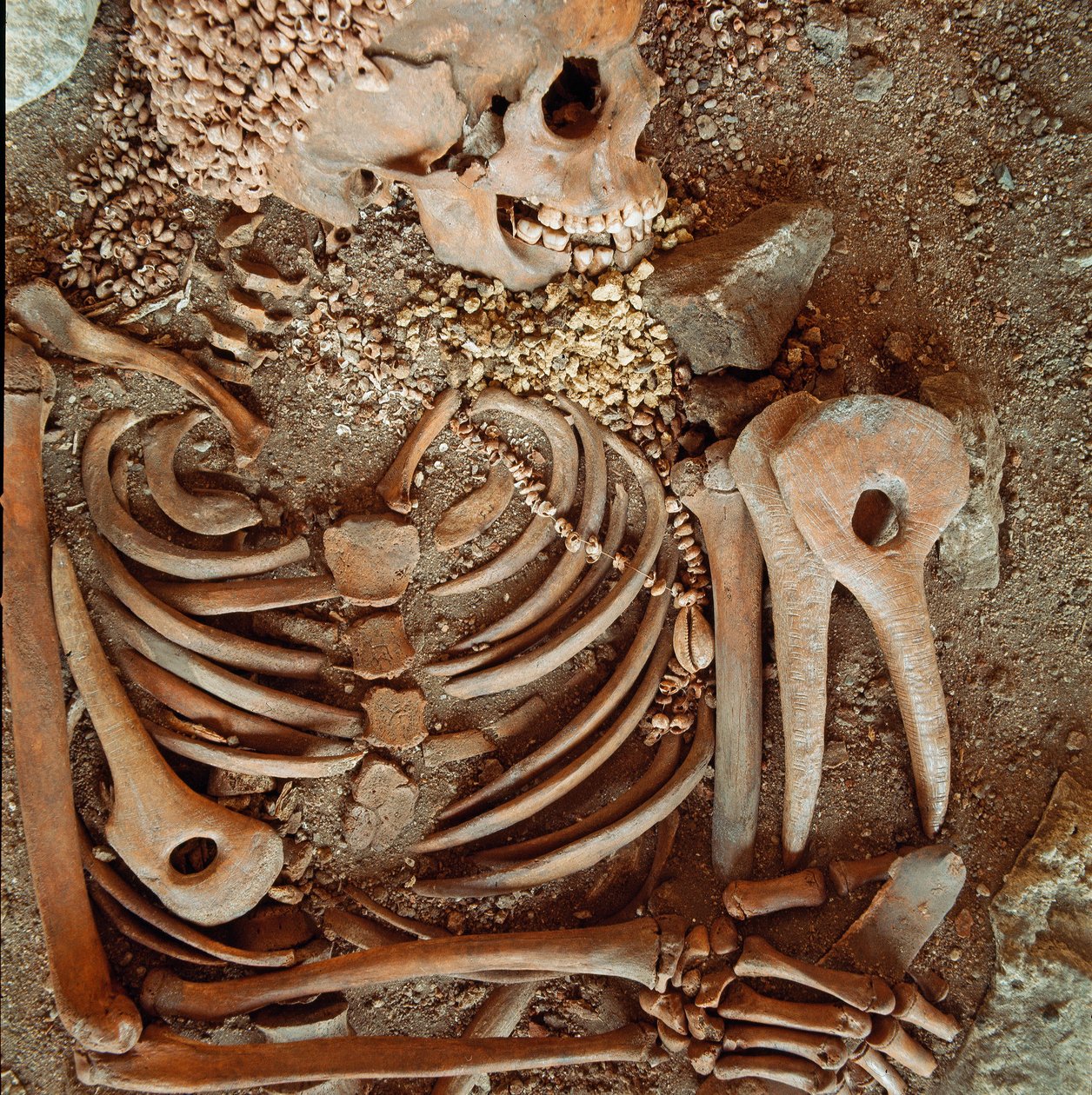 Pré-história: esqueleto e enxoval funerário de adolescentes dito do jovem príncipe da caverna da Candelária de Arene (Finale Ligure): colar de conchas, chifre de veado e sílex. Idade da Pedra, Paleolítico Superior. Genes, Museo di archeologia Ligure de Prehistoric Prehistoric