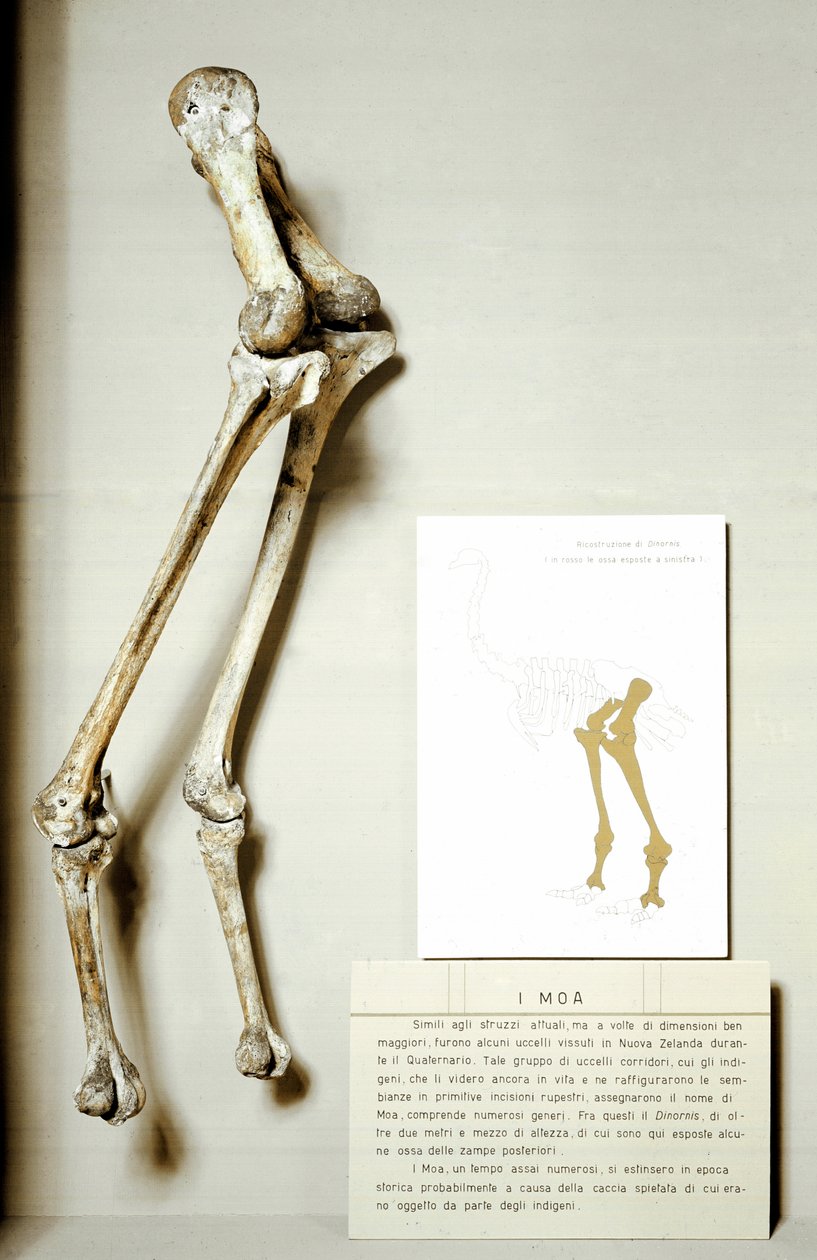 Pré-história: esqueleto de pernas de Moa Dinornis, aves fósseis gigantes da Nova Zelândia que não voam. Período Cretáceo. Museo civico di storia naturale, Milão de Prehistoric Prehistoric