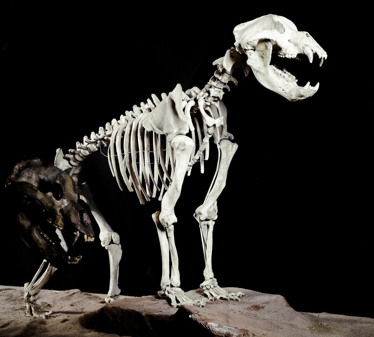 Pré-história: esqueleto do Urso da Gruta (Ursus spelaeus) das Caves del Bandito a Roaschia na Itália. Período do Pleistoceno. Museo civico di storia naturale, Milão de Prehistoric Prehistoric