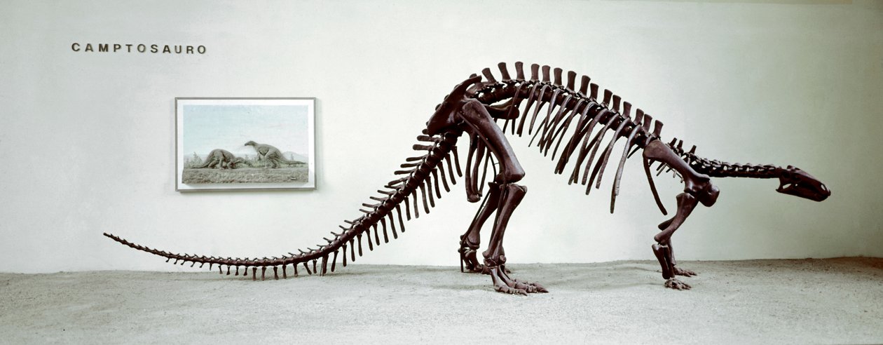 Pré-história: o esqueleto do dinossauro camptossauro (Camptosaurus Browni). Período do Jurássico Superior. Museo civico di storia naturale, Milão de Prehistoric Prehistoric