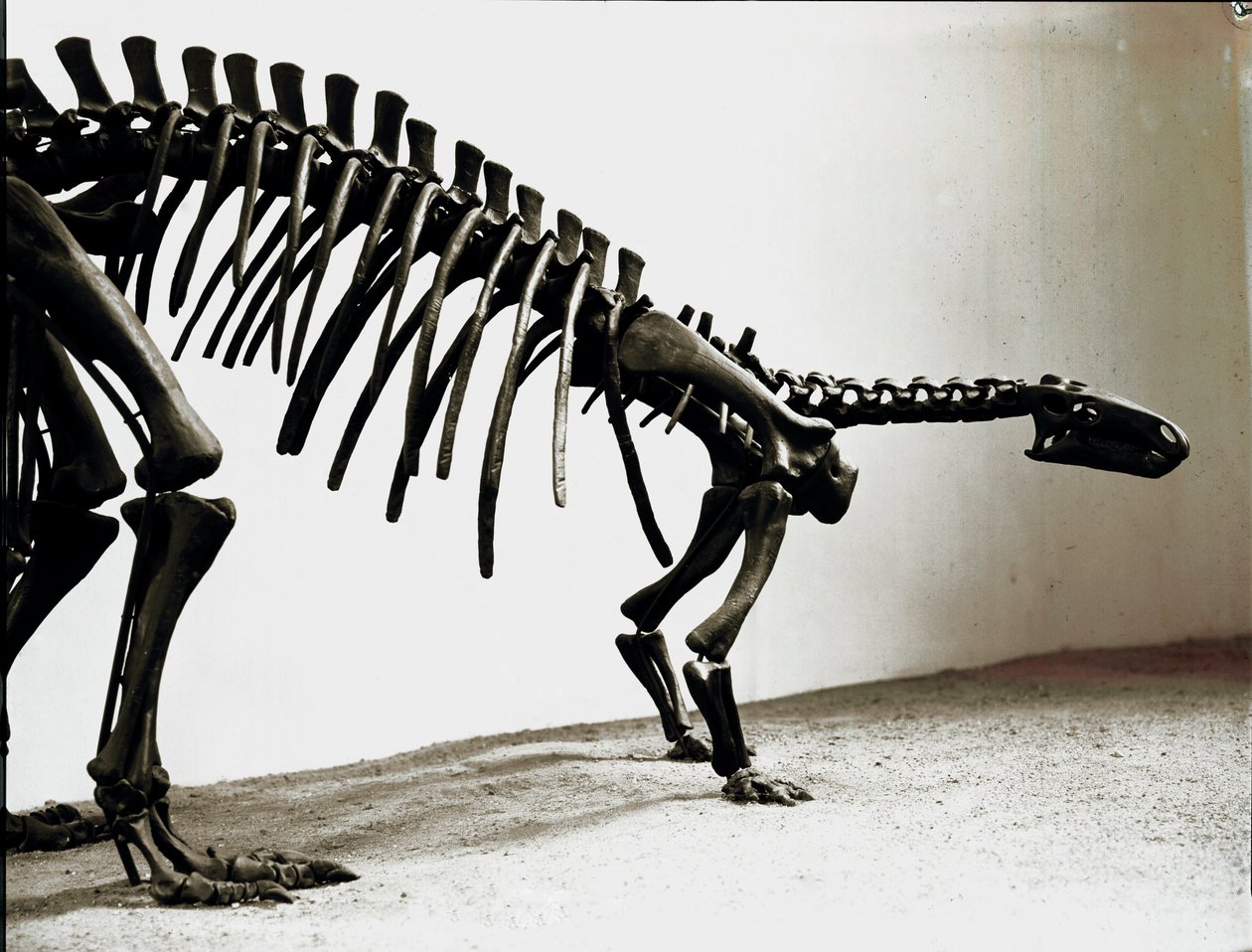 Pré-história: o esqueleto do dinossauro camptossauro (Camptosaurus Browni). Período do Jurássico Superior. Museo civico di storia naturale, Milão de Prehistoric Prehistoric