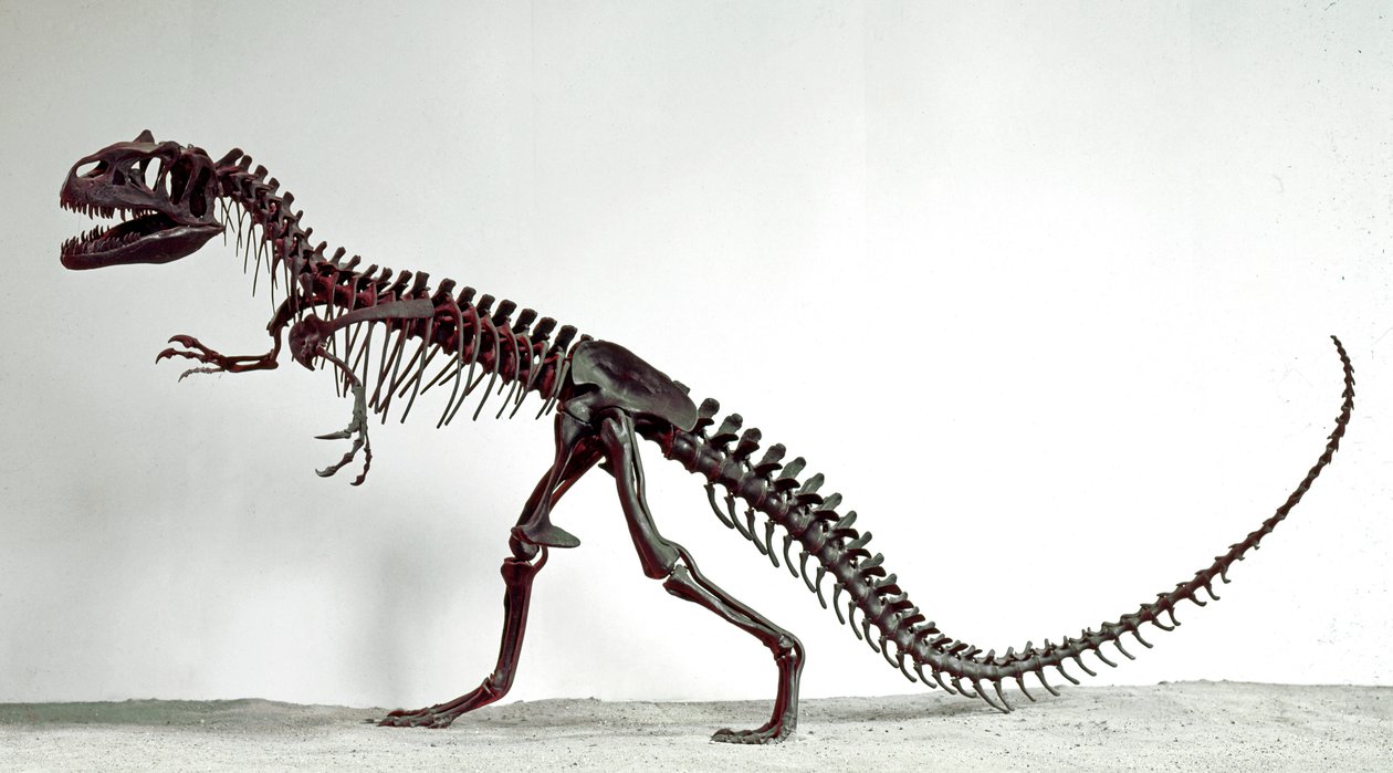 Pré-história: o esqueleto do dinossauro Allosaurus fragilis. Período do Jurássico Superior. Museo civico di storia naturale, Milão de Prehistoric Prehistoric