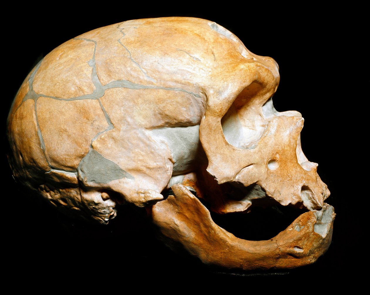 Pré-história: Crânio do Homem da Capela dos Santos (Chapelle aux Saints), Homem de Neanderthal (Neanderthal ou Neandertal: Homo sapiens), Paleolítico. Reunido em Correze, em 1908. Museo Civico di Storia Naturale, Milão - Pré-história: Crânio humano de la de Prehistoric Prehistoric