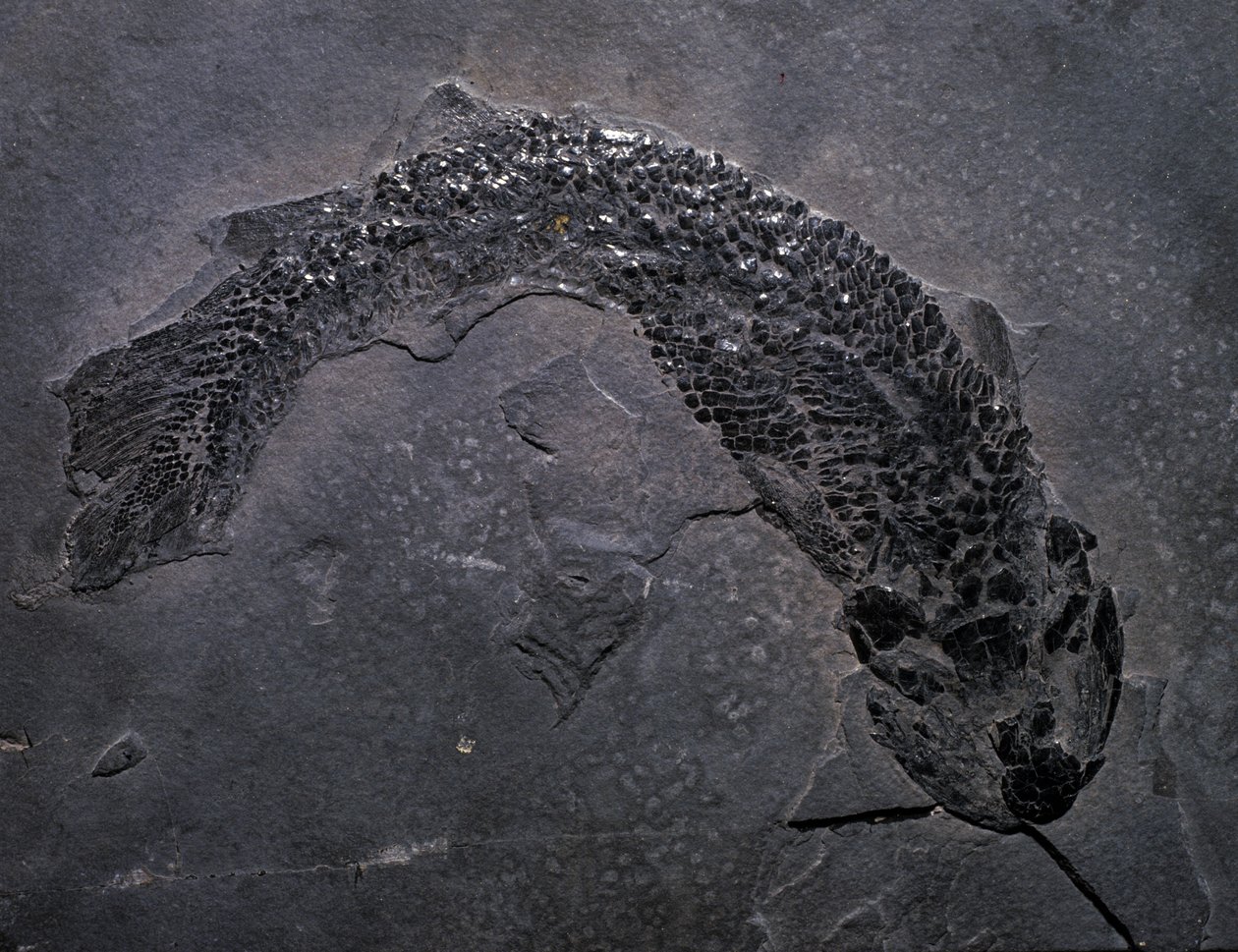 Pré-história: espécies de Gyroptichus fósseis, era Paleozóica, período Devoniano. encontrado na Escócia. de Prehistoric Prehistoric