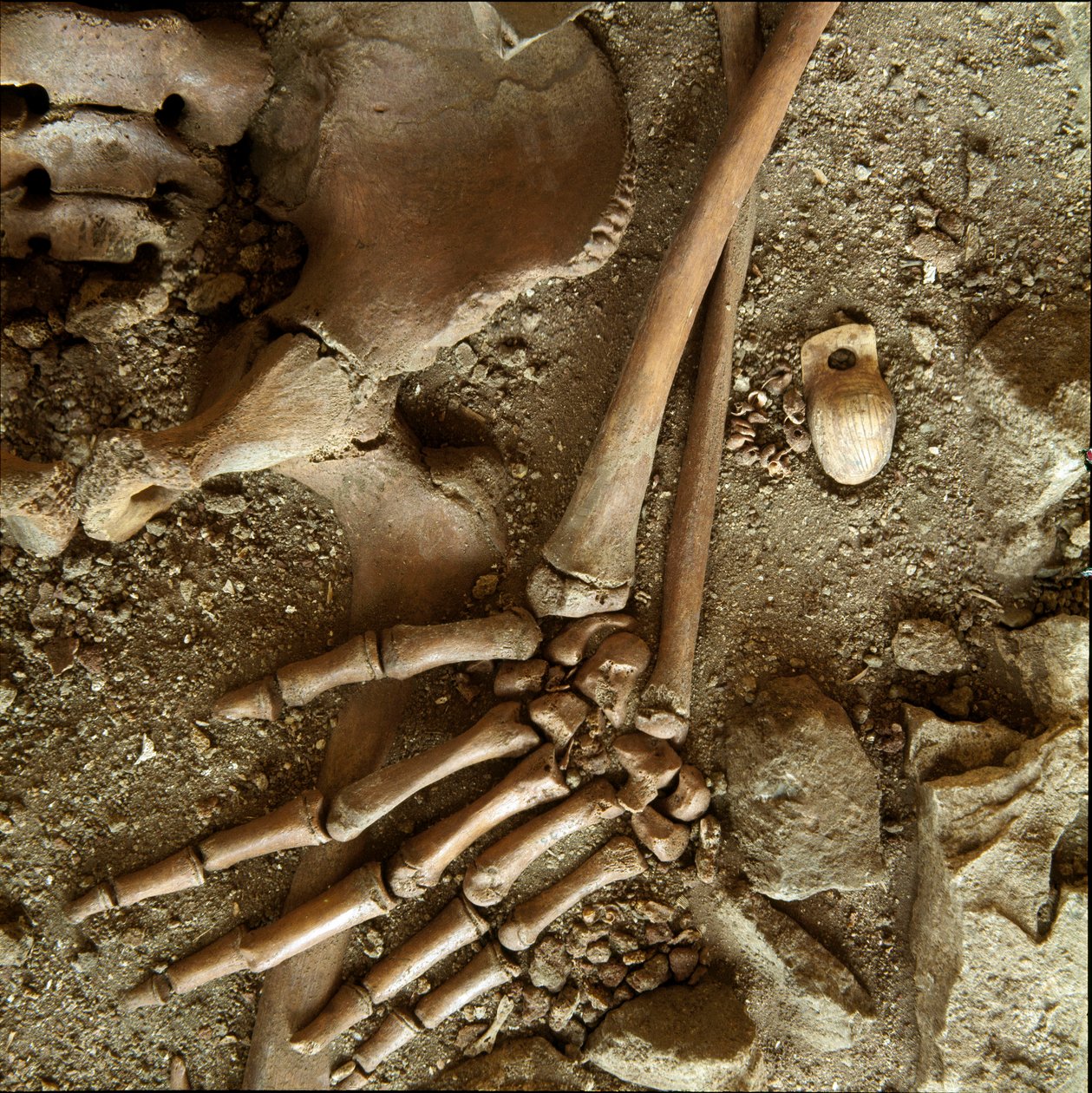 Pré-história: sepultura juvenil. Vista detalhada do enxoval funerário da caverna do Candidato Arene (Finale Ligure), Ligúria. Paleolítico Superior, 24000 AC. Genes, museo di archeologia ligure de Prehistoric Prehistoric