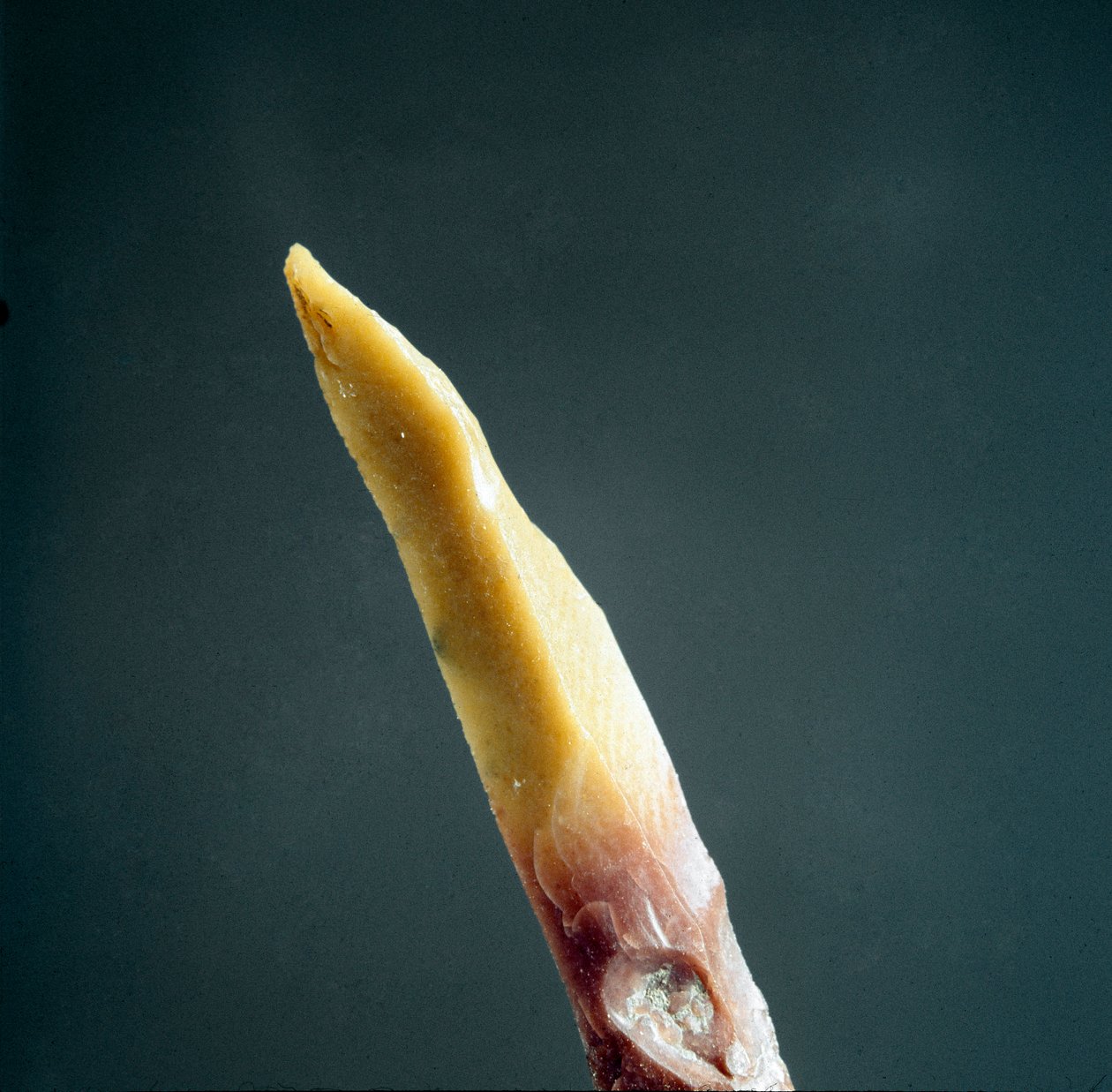 Pré-história: ponta de sílex do Necropo de Arene Candide (Finale Liguria), Liguria. Paleolítico Superior, Idade da Pedra. Genes, museo di archeologia ligure de Prehistoric Prehistoric