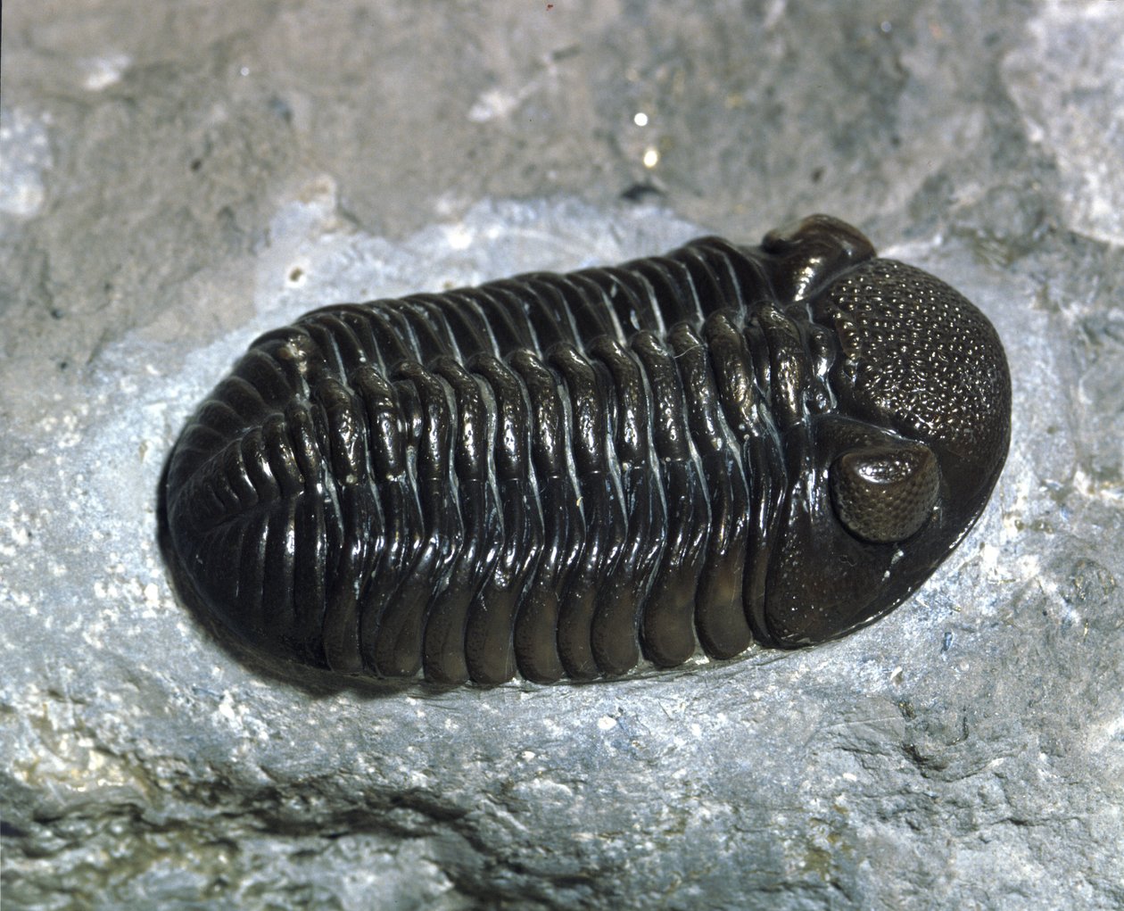 Pré-história: trilobite Phacops Rana fossil (artrópode). Idade do Paleozóico, período do Devoniano. Encontrado em Ohio, Estados Unidos. de Prehistoric Prehistoric