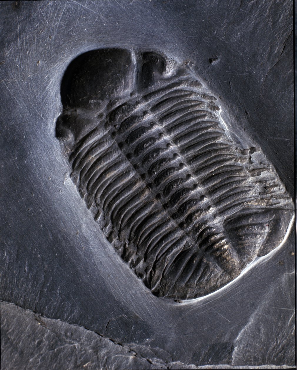 Pré-história: trilobite Phacops Rana fossil (artrópode). Idade do Paleozóico, período do Devoniano. Encontrado na área de Bundenbach, na Alemanha. de Prehistoric Prehistoric