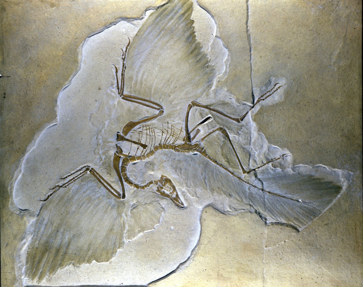 As aves primitivas chamavam-se Archaeopteryx. Foram encontrados fósseis completos na Baviera, nos xistos do Jurássico Superior. de Prehistoric Prehistoric