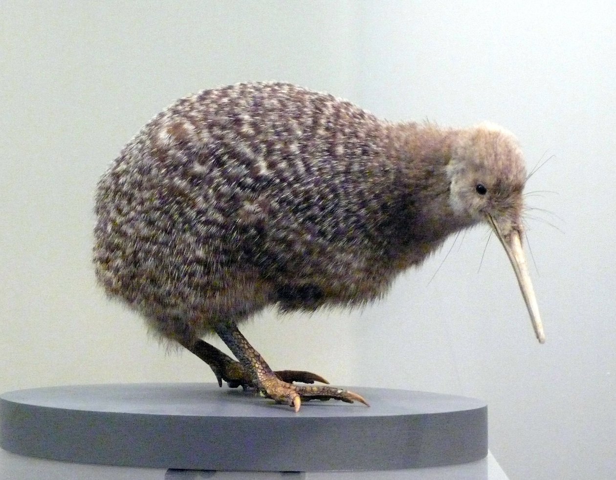 Amostra de pássaro recheado de kiwi (apterygides), incapaz de voar. Museu de Auckland, Nova Zelândia de Prehistoric Prehistoric