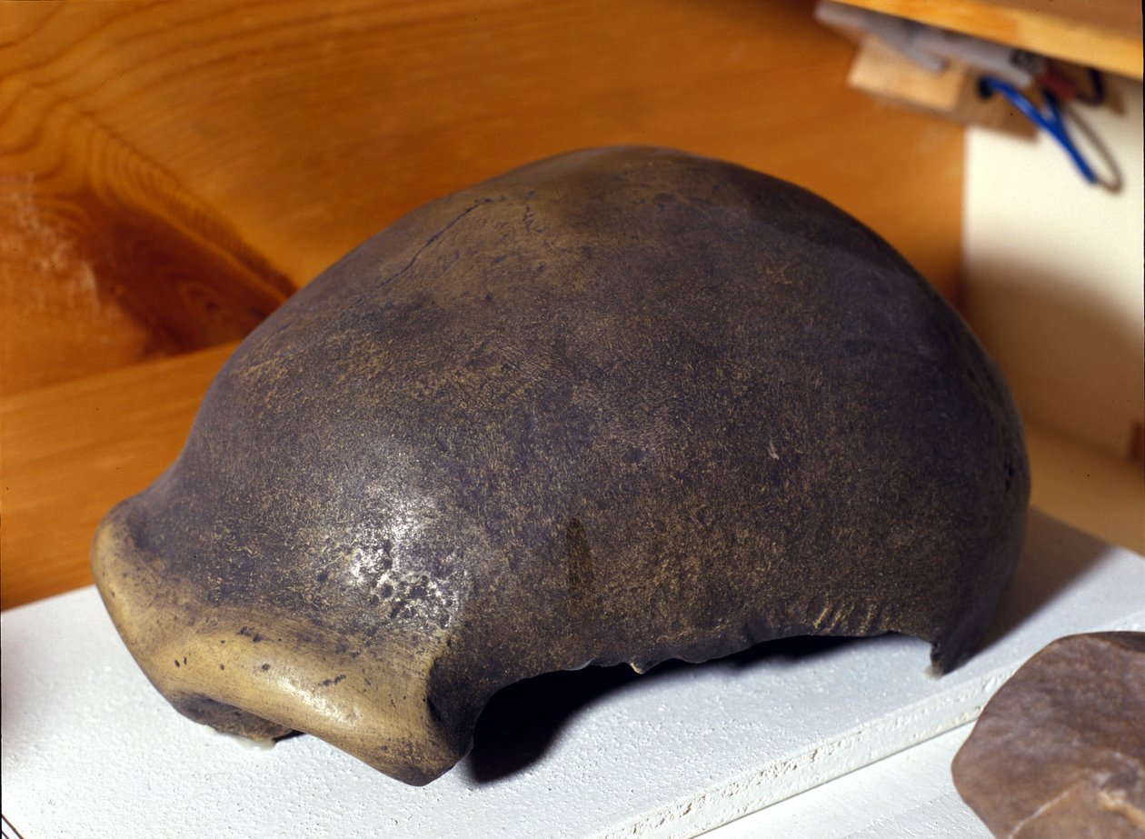 Crânio do Homem de Neanderthal, descoberto na Alemanha em 1856. de Prehistoric Prehistoric