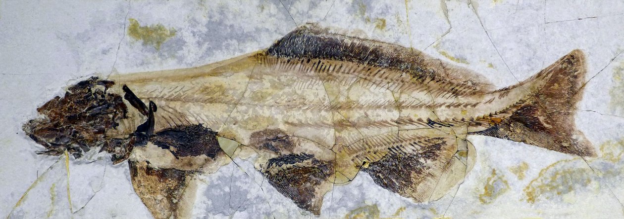 Pegada fóssil de esturjão, Cretáceo Inferior (objeto) de Prehistoric Prehistoric