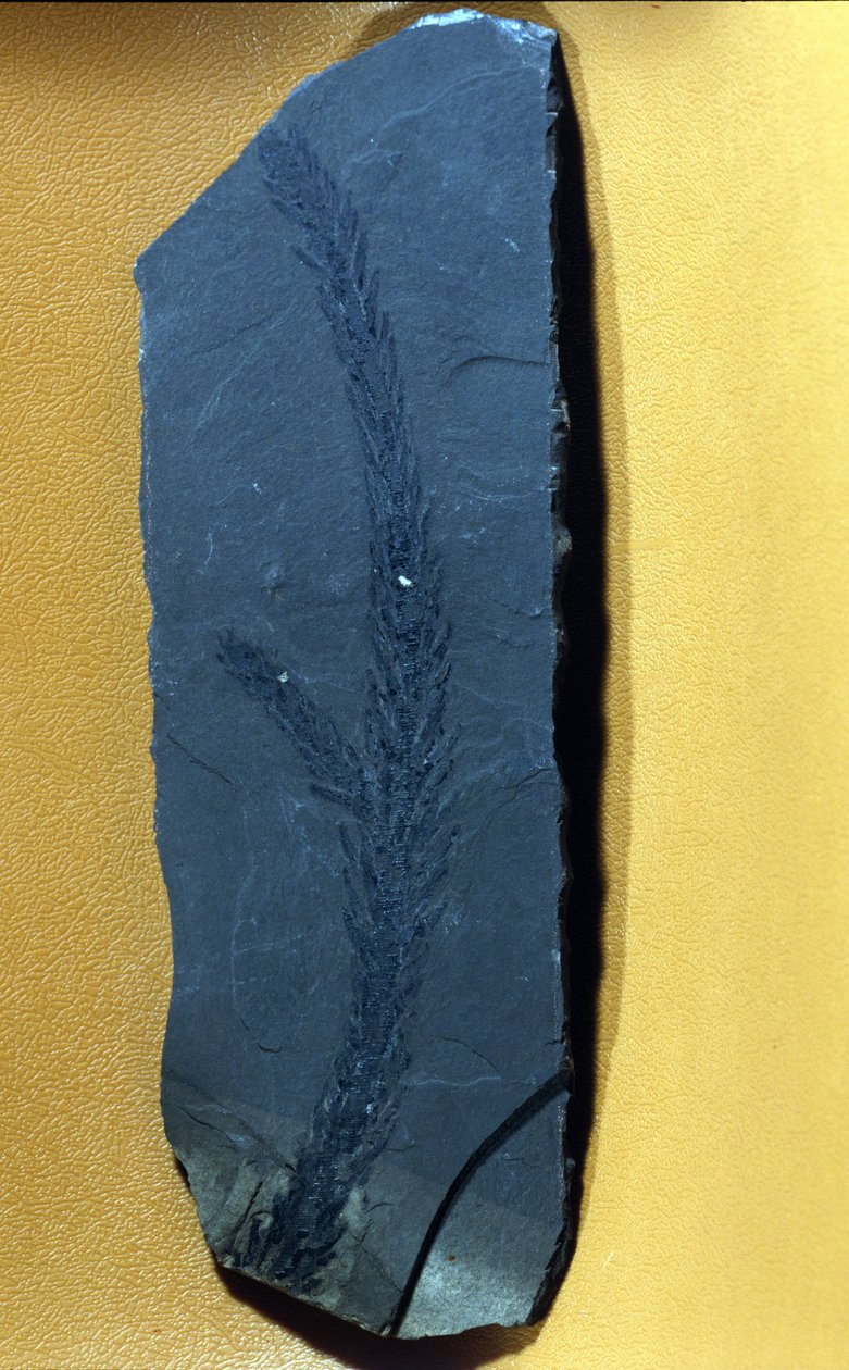 pré-história: Glyptolepsis keuperiana, conífera fóssil do período triássico superior, era mesozóica. de Prehistoric Prehistoric