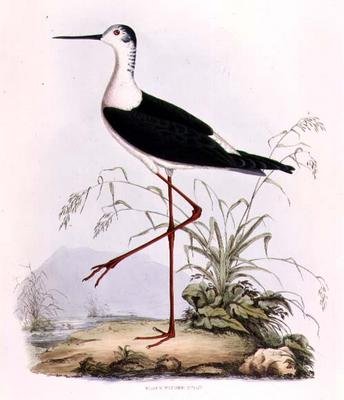 Black Winged Stilt, de 
