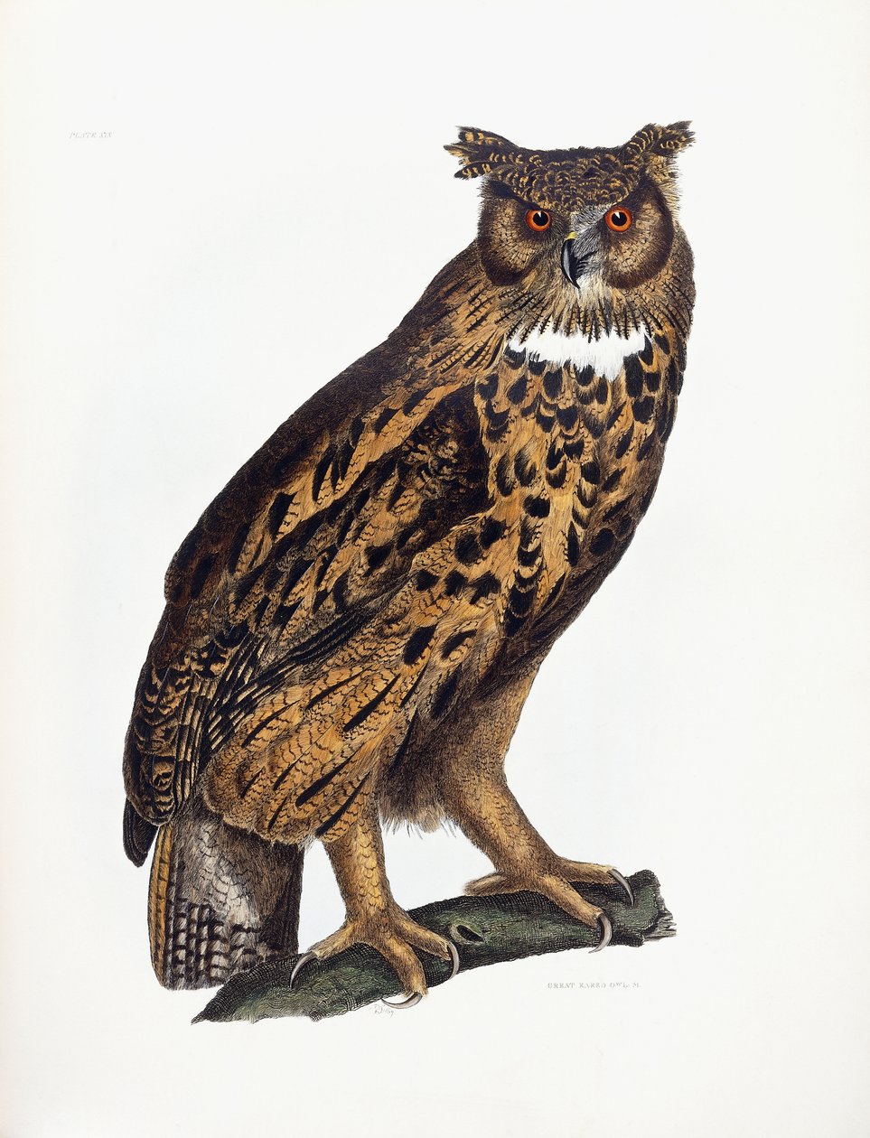Coruja Orelhuda de Prideaux John Selby