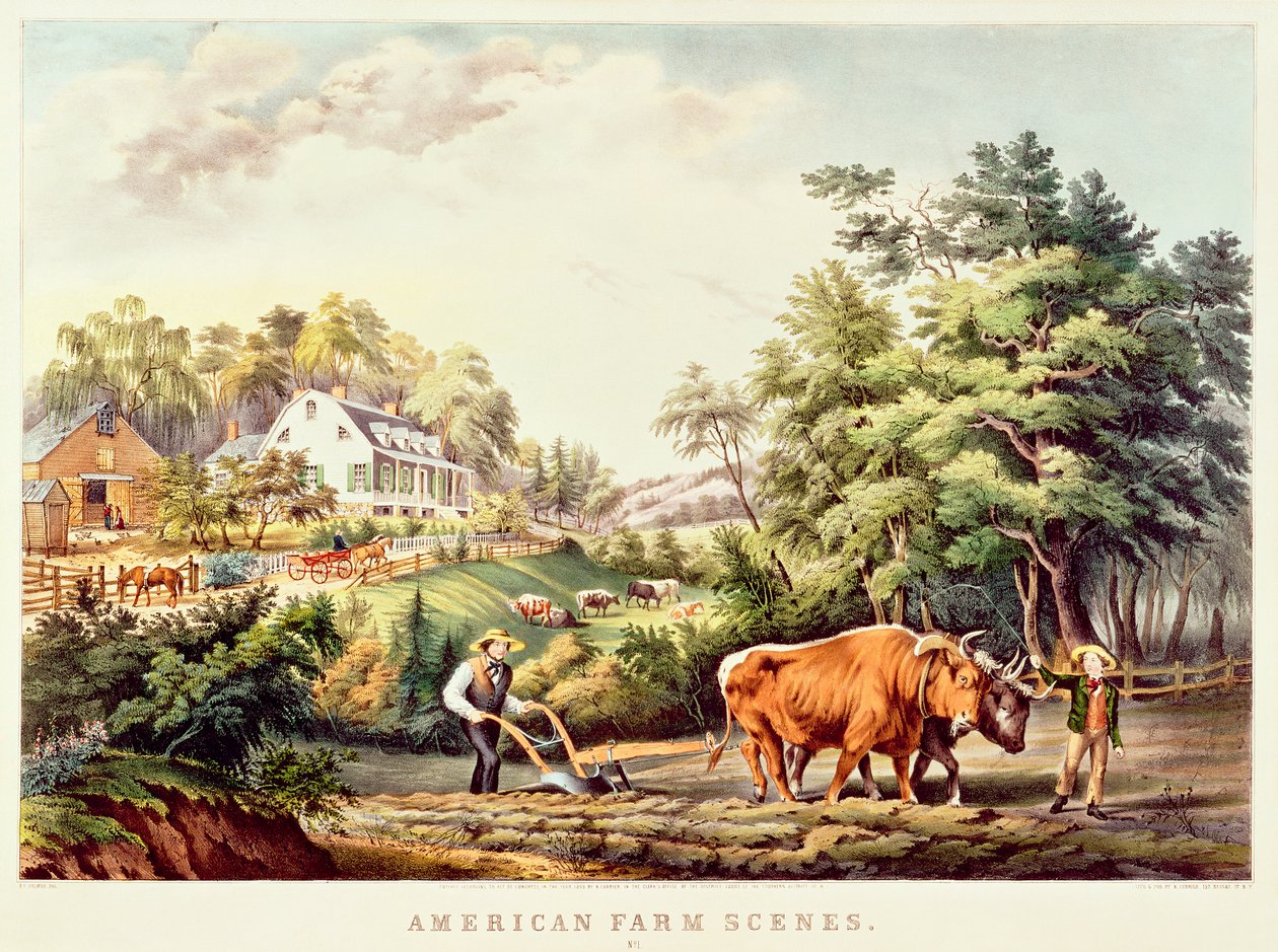 Garça-real roxa, &39;da ilustração da ornitologia britânica&39; de Prideaux John Selby