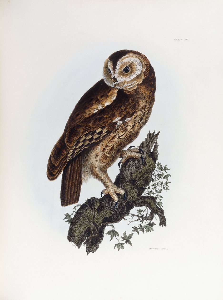 Tawny Owl, 1841 de Prideaux John Selby