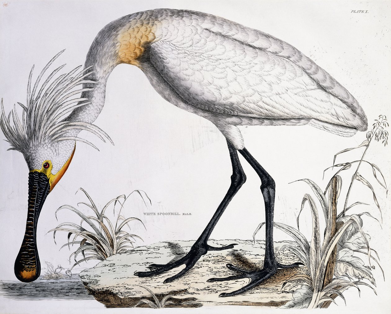 Colhereiro Branco, 1834 de Prideaux John Selby