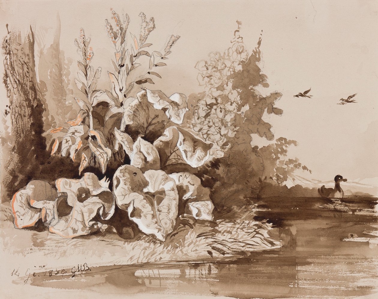 Estudo de plantas por um riacho com patos, com acréscimos por um instrutor, 1856 (lápis, tinta sépia e guache sobre papel) de Prince Gaetano Maria Federico di Borbone
