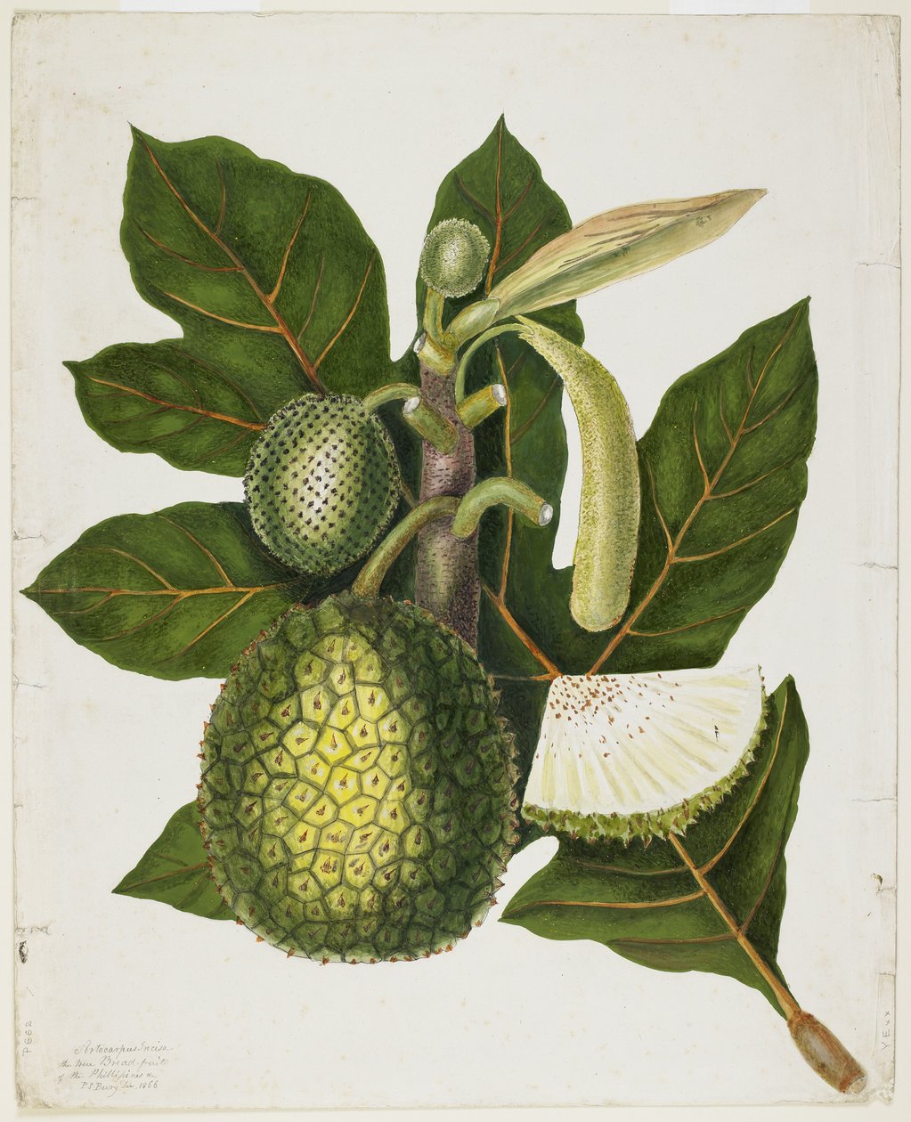 Artocarpus Incisa (The True Bread-fruit of the Philippines), dezembro de 1866 de Priscilla Susan Bury
