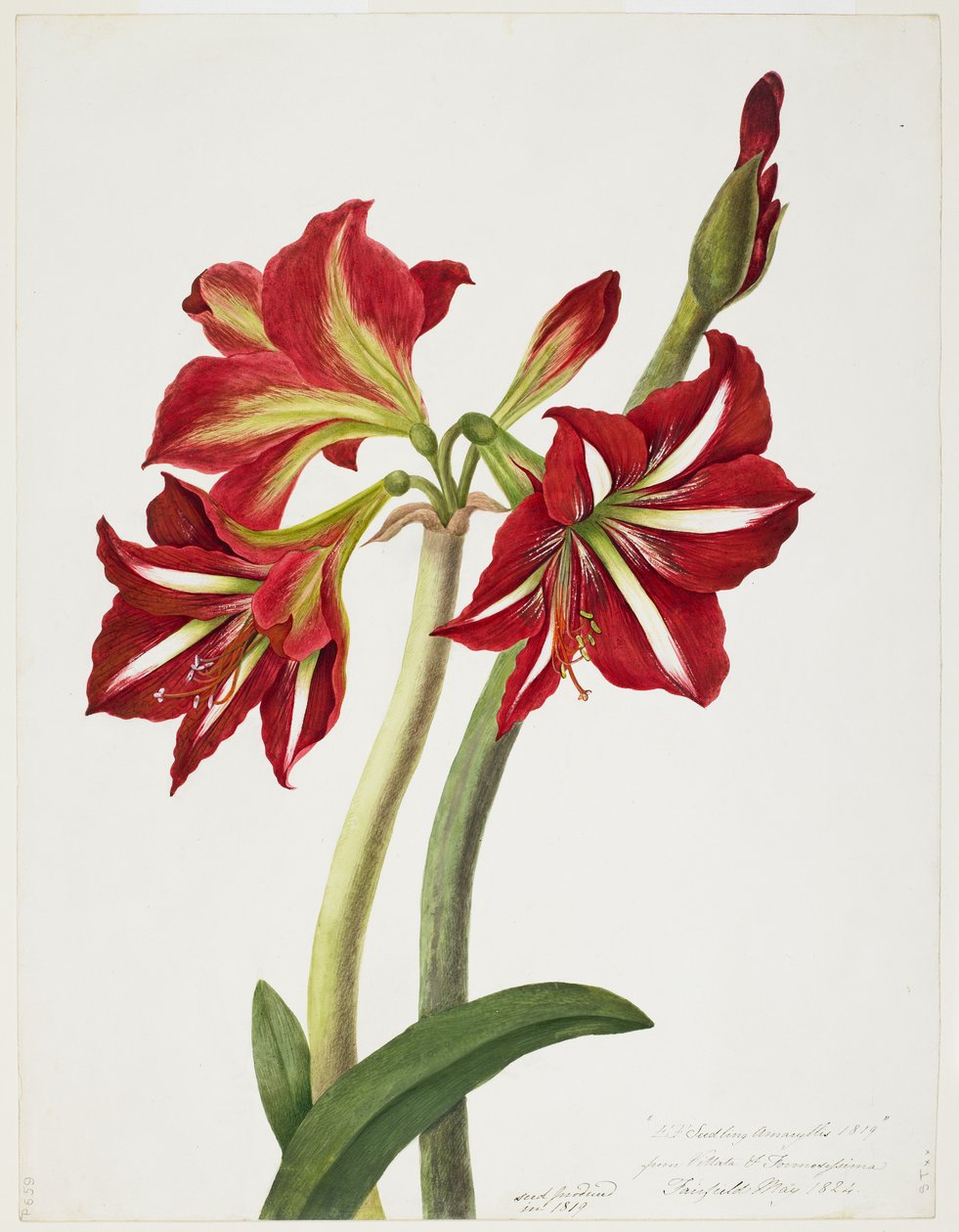 EF Mudas de Amaryllus, maio de 1824 de Priscilla Susan Bury