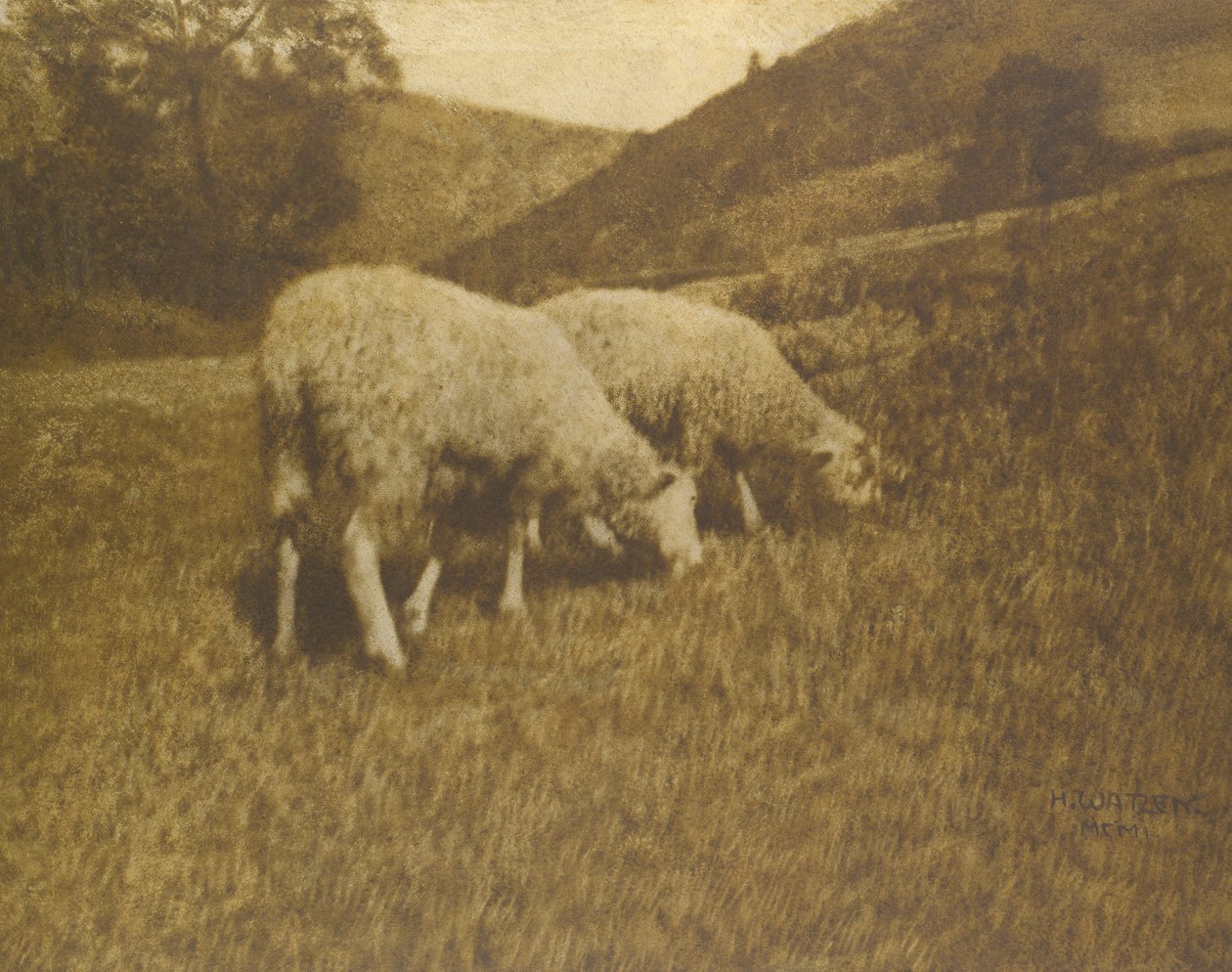 Carneiro, 1901. de Professor Hans Watzek