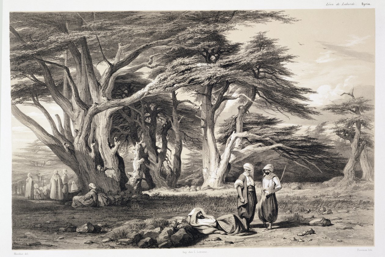 Os Cedros do Líbano, gravados por Freeman (impressão em sépia) de Prosper Georges Antoine Marilhat