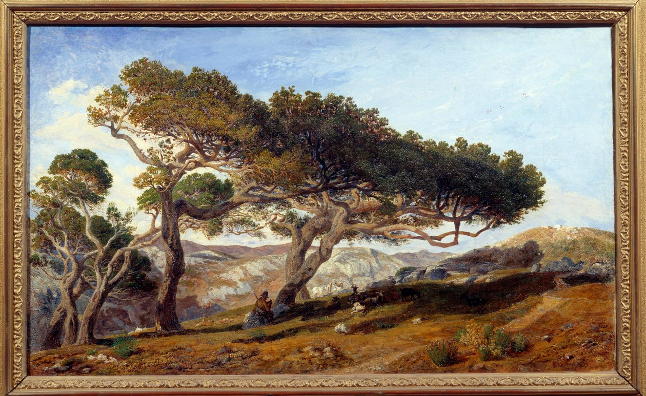 Pinheiros na zona rural de Aix en provence Maquis paisagem no sul da França. Pintura de Prosper Joseph Gresy (1804-1874) Século XIX Aix en Provence, Musee Granet - Pinheiros na zona rural ao redor de Aix-en-Provence. Paisagem do maquis em de Prosper Joseph Gresy