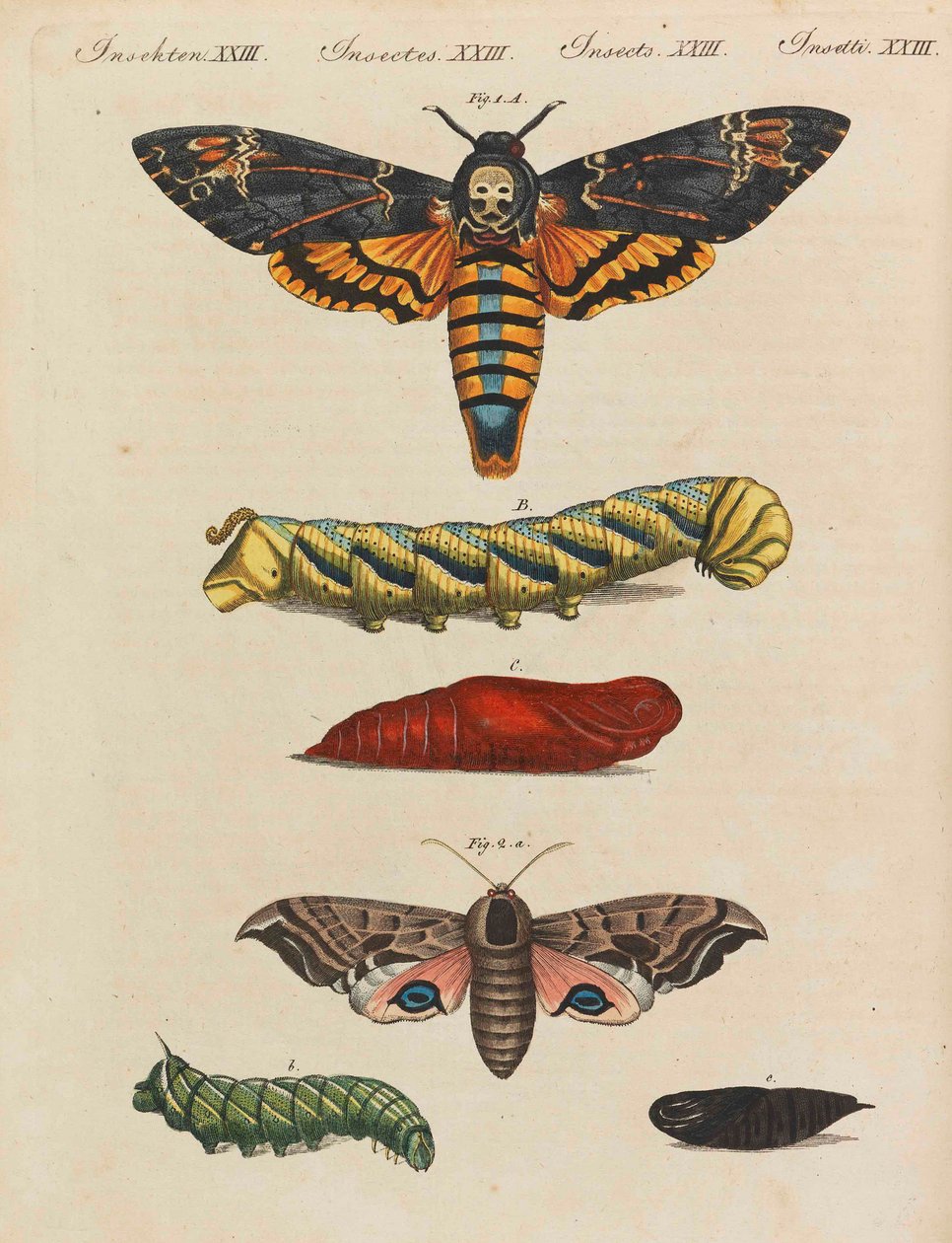 Livro infantil Enciclopédia infantil por Friedrich Johann Justin Bertuch, 1798-1830. de Pupils of the Weimar Princely Free