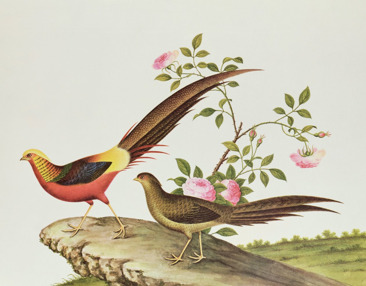 Faisão dourado, período Ch&39;ien-lung (1736-96) (cor no papel) de Qing Dynasty Chinese School