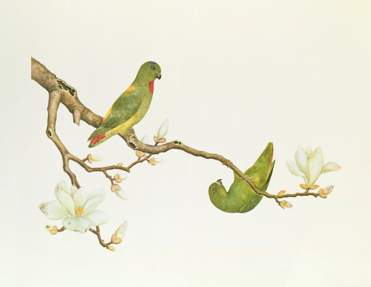 Periquito-de-coroa-azul, pendurado em um ramo de magnólia, período Ch&39;ien-lung (1736-1796) (cor no papel) de Qing Dynasty Chinese School