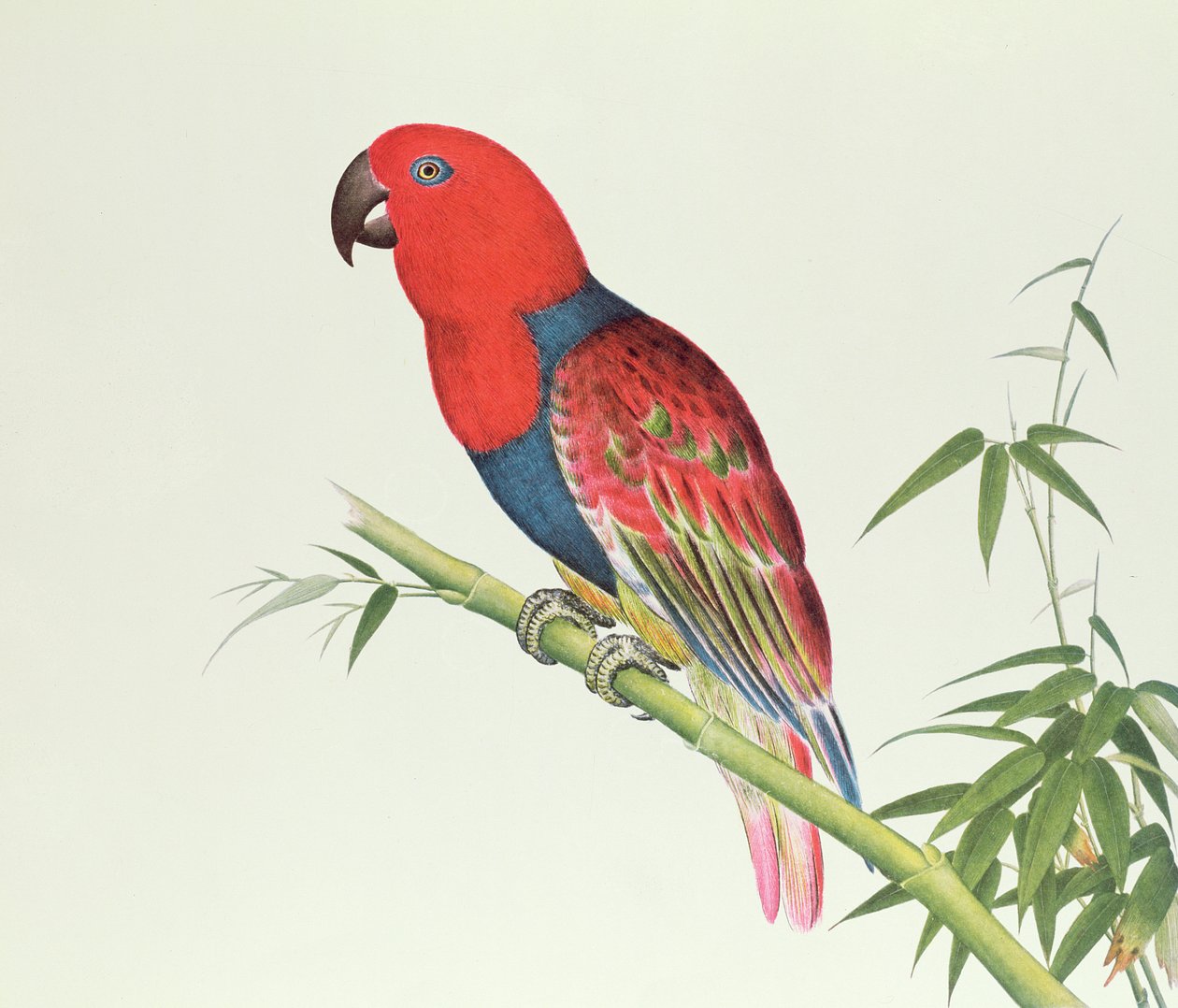 Papagaio de Electus, em uma caça de bambu, período de Ch&39;ien-lung (1736-96) (cor no papel) de Qing Dynasty Chinese School