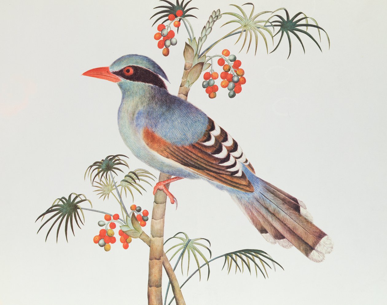 Green Magpie, Ch&39;ien-lung period (1736-96) (cor no papel) de Qing Dynasty Chinese School