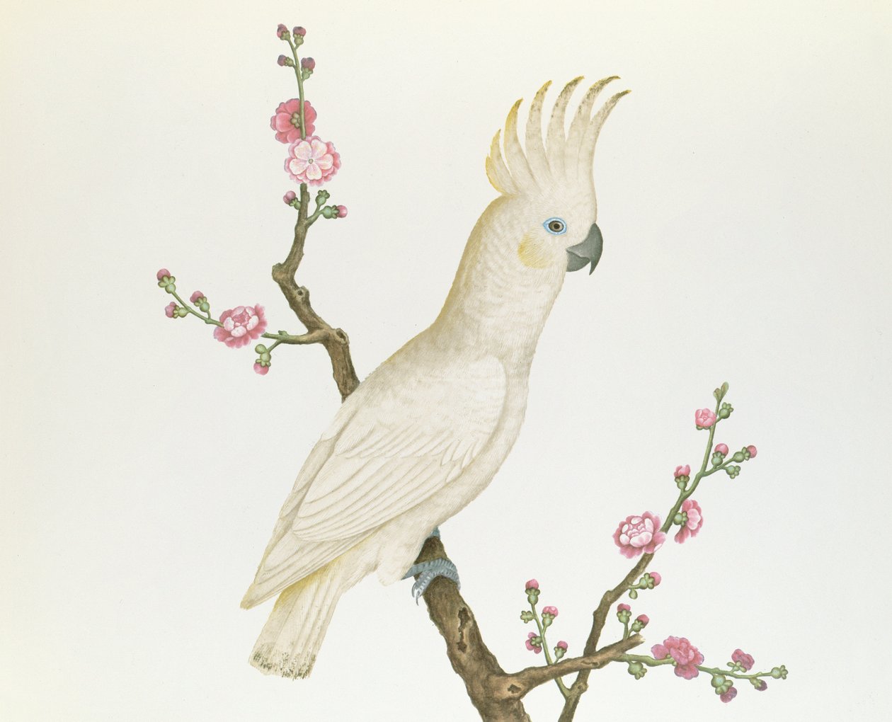 Cacatua-de-crista-de-limão-pequeno, empoleirado em um raminho de floração Japonica, período Ch&39;ien-lung (1736-96) (cor sobre papel) de Qing Dynasty Chinese School