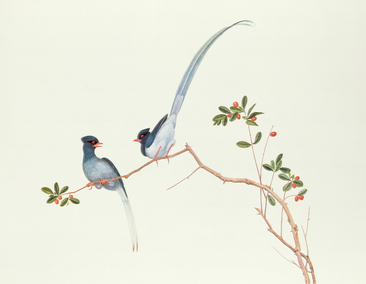 Pegas azuis-de-bico-vermelho, em um ramo com bagas vermelhas, período de Ch&39;ien-pulmão (1736-96) (cor no papel) de Qing Dynasty Chinese School