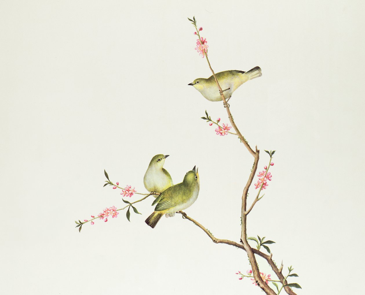 Pássaro de olhos brancos, período Ch&39;ien-lung (1736-1796) (cor no papel) de Qing Dynasty Chinese School