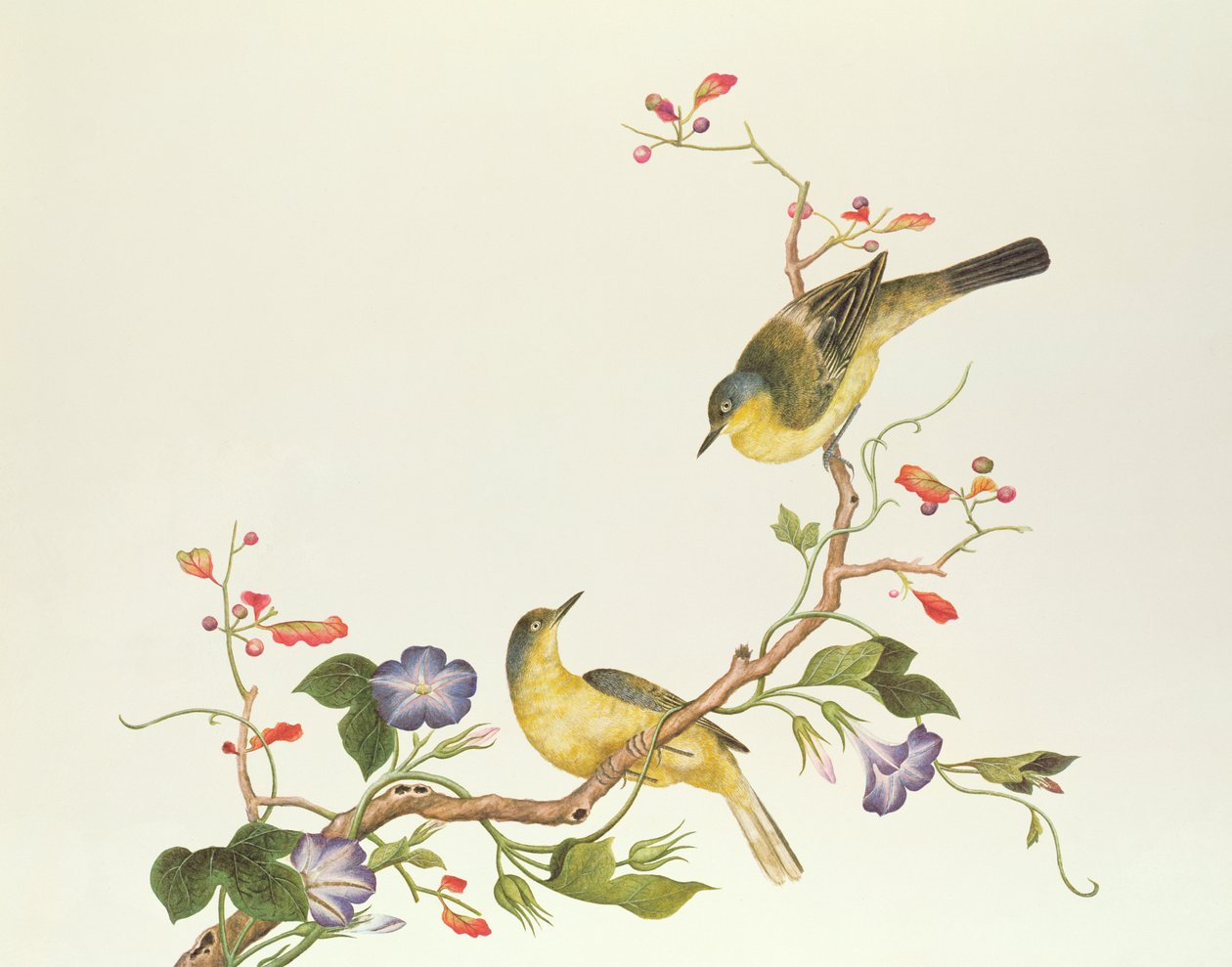 Alvéola-amarela com cabeça azul, período Ch&39;ien-lung (1736-96) (cor sobre papel) de Qing Dynasty Chinese School