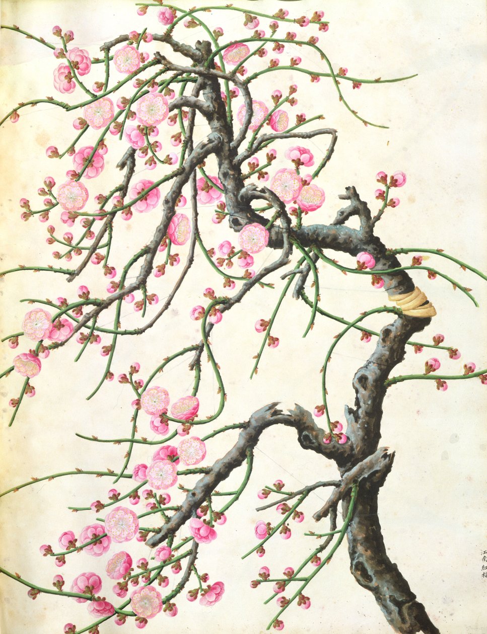 Flor de pêssego (cor no papel) de Qing Dynasty Chinese School