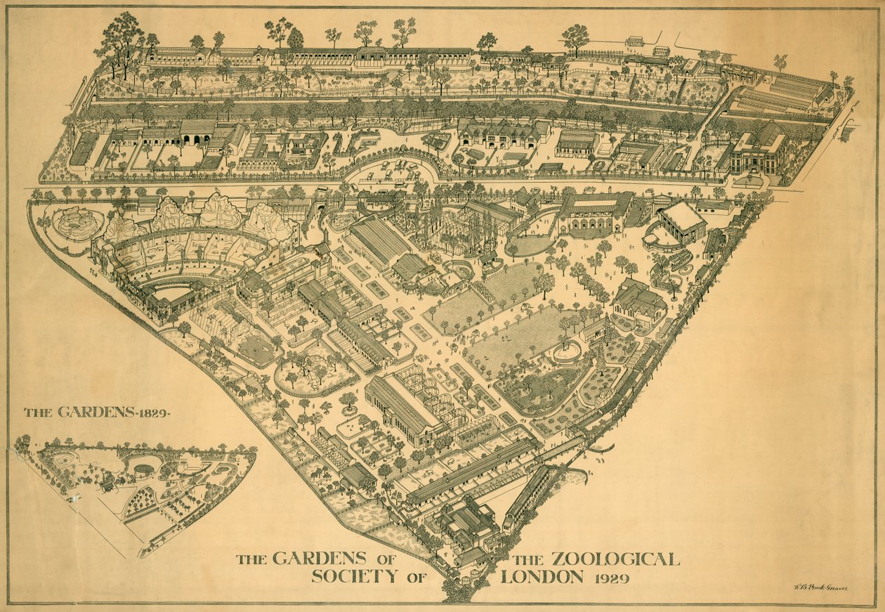 Zoológico de Londres, Regents Park, Westminster, 1929 de RB Brook Greaves