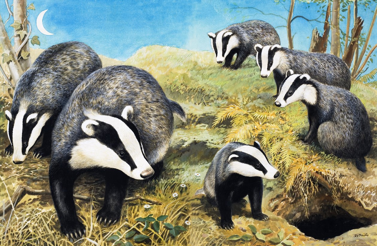 Texugos, de "Nature Wonderland" (País das Maravilhas da Natureza) de R.B. Davis