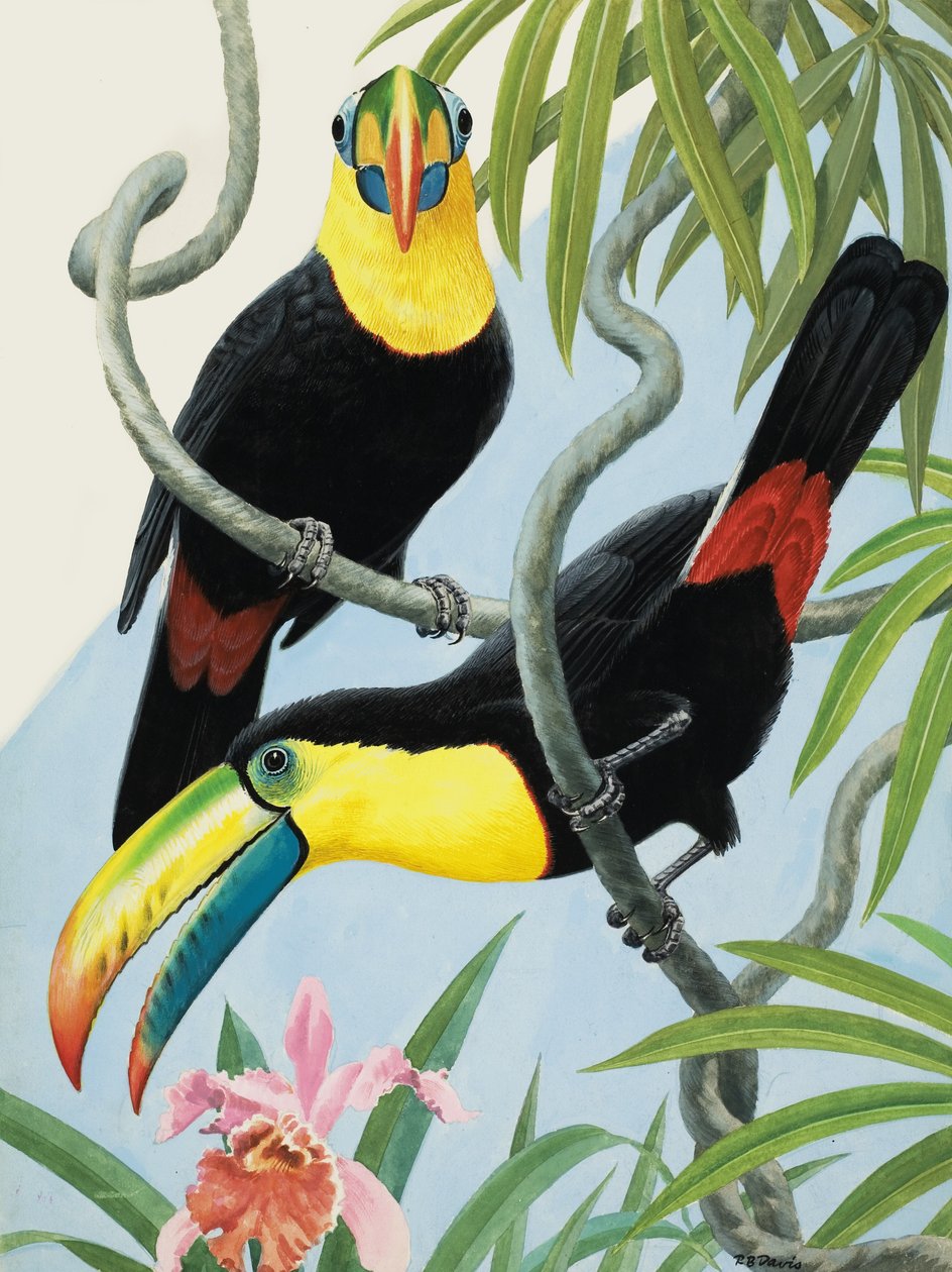 Aves de bico grande de R.B. Davis