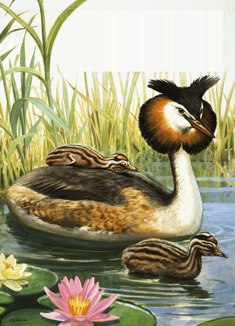 Mergulhão-de-crista de R.B. Davis