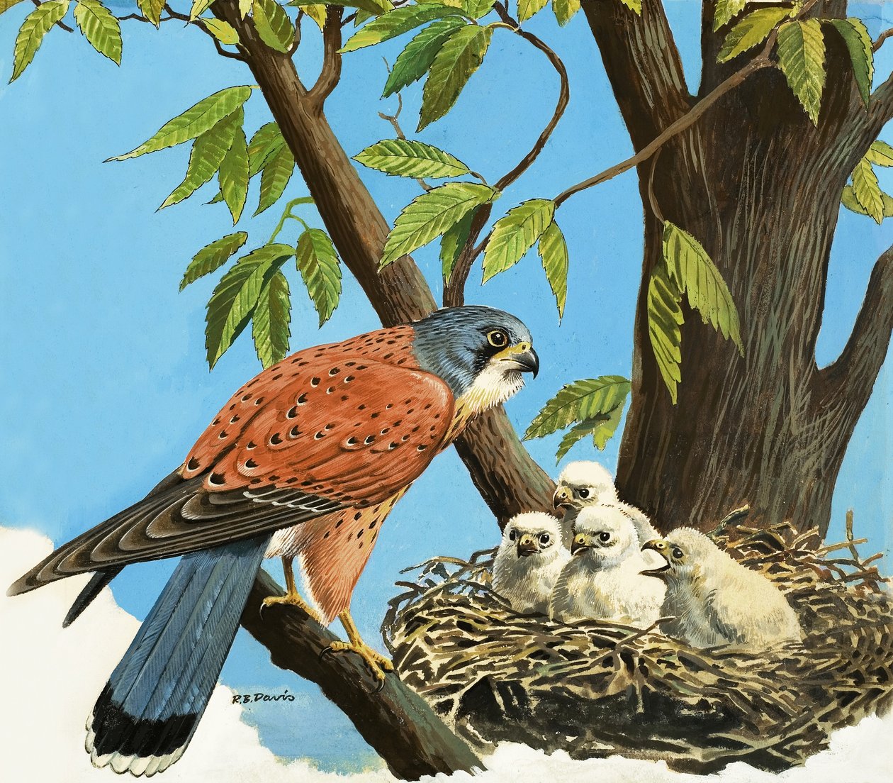 Peneireiro-das-torres e pintainho de R.B. Davis